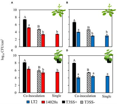 RpoS contributes in a host-dependent manner to Salmonella colonization of the leaf apoplast during plant disease